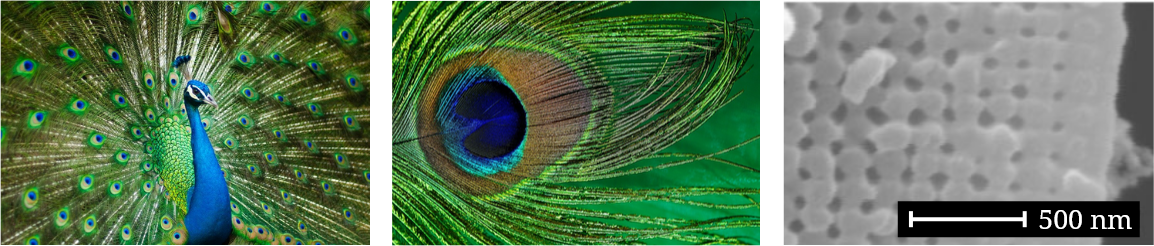 Different zooms of a Peacock